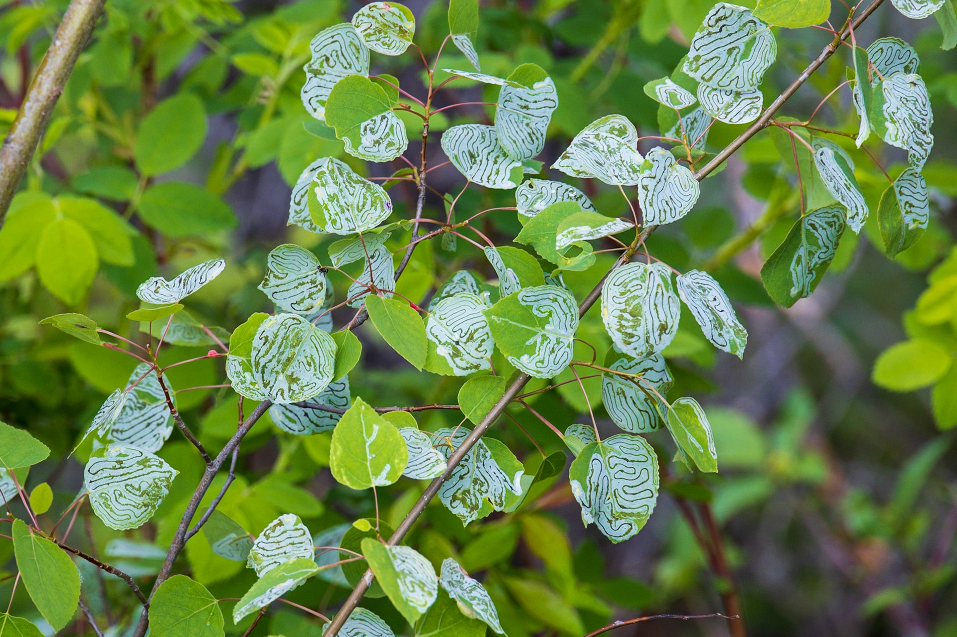 Allen's Lookout, Liard River, BC