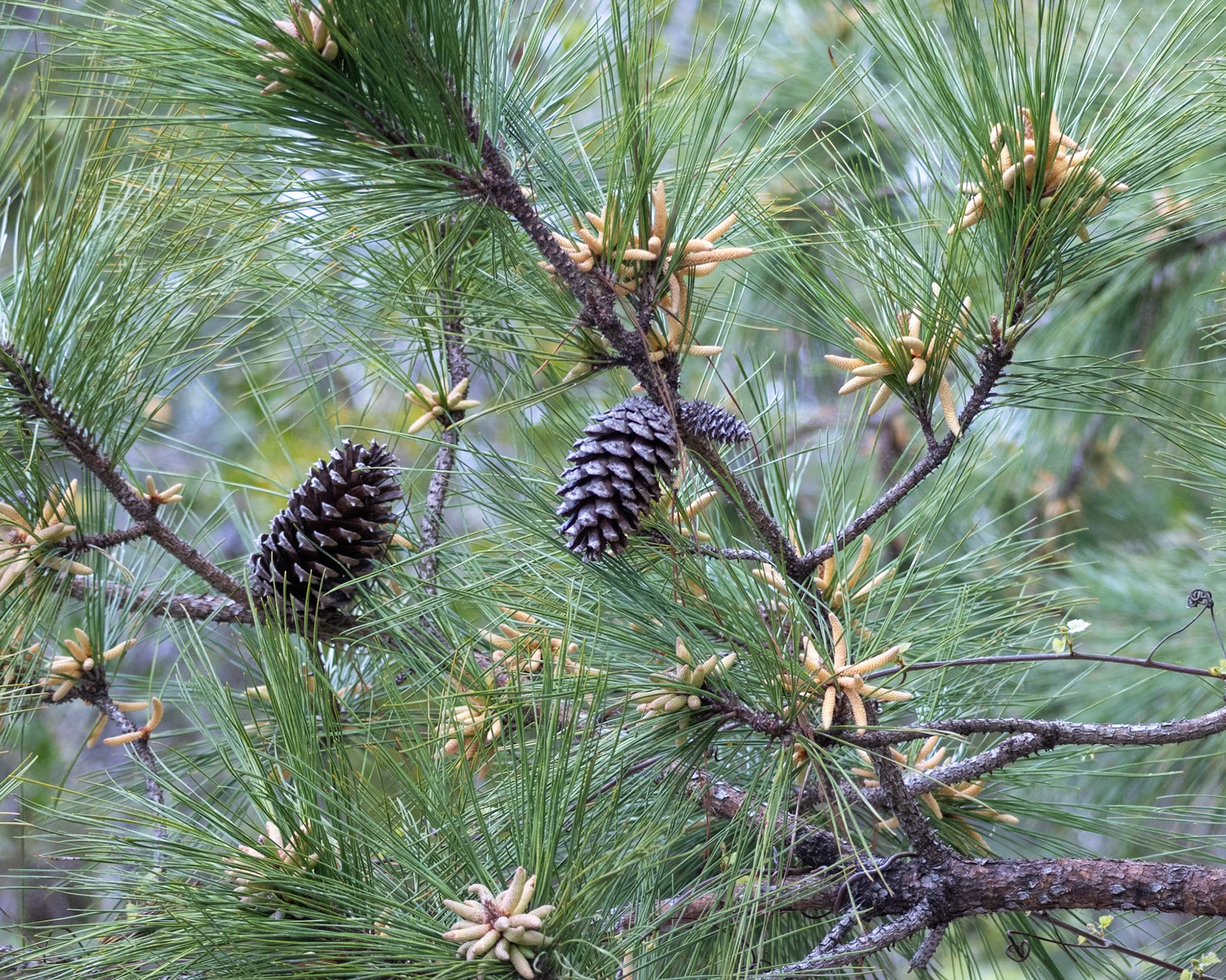 Trembling Earth Nature Trail, Fargo GA