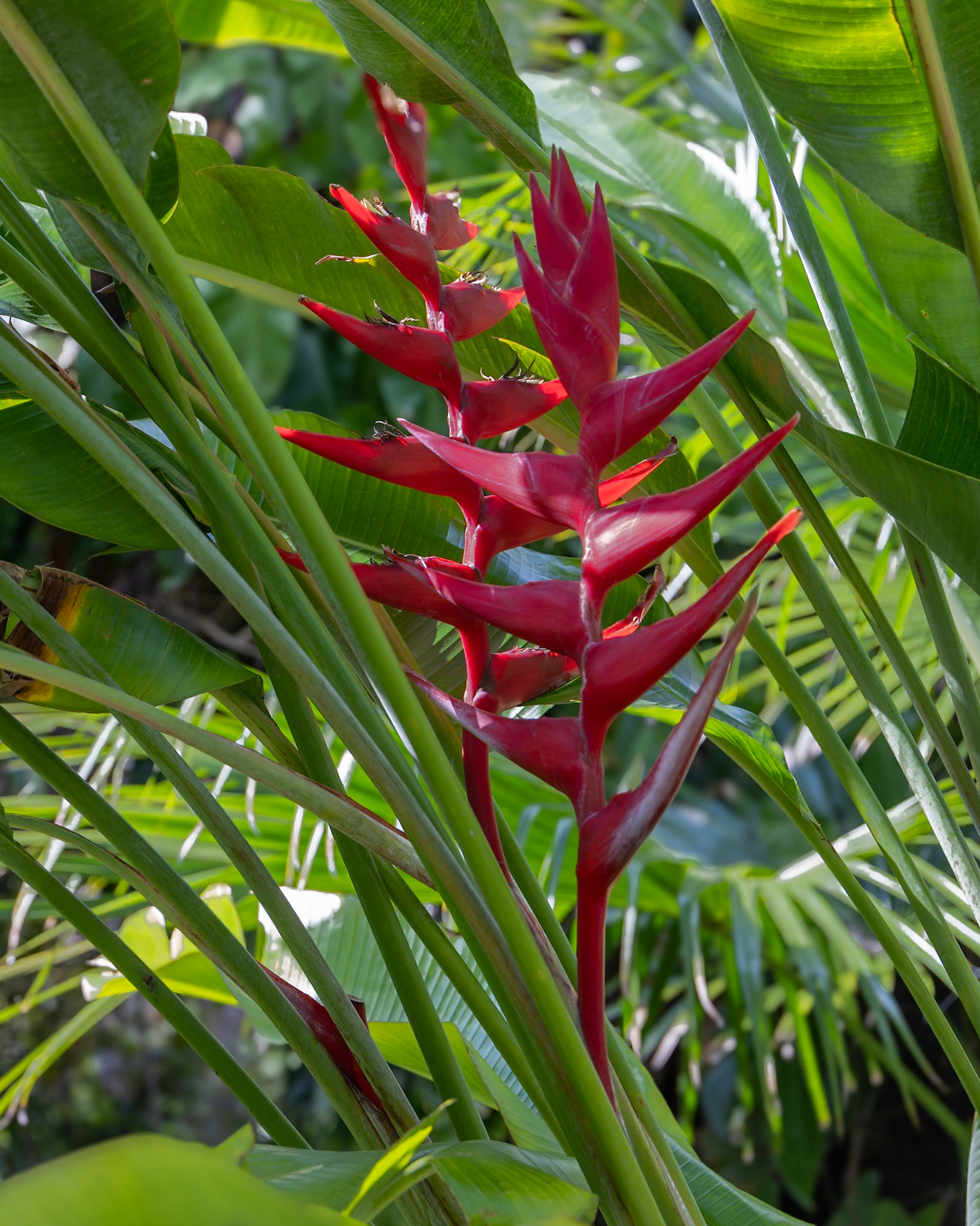 McKee Botanical Garden, Vero Beach FL