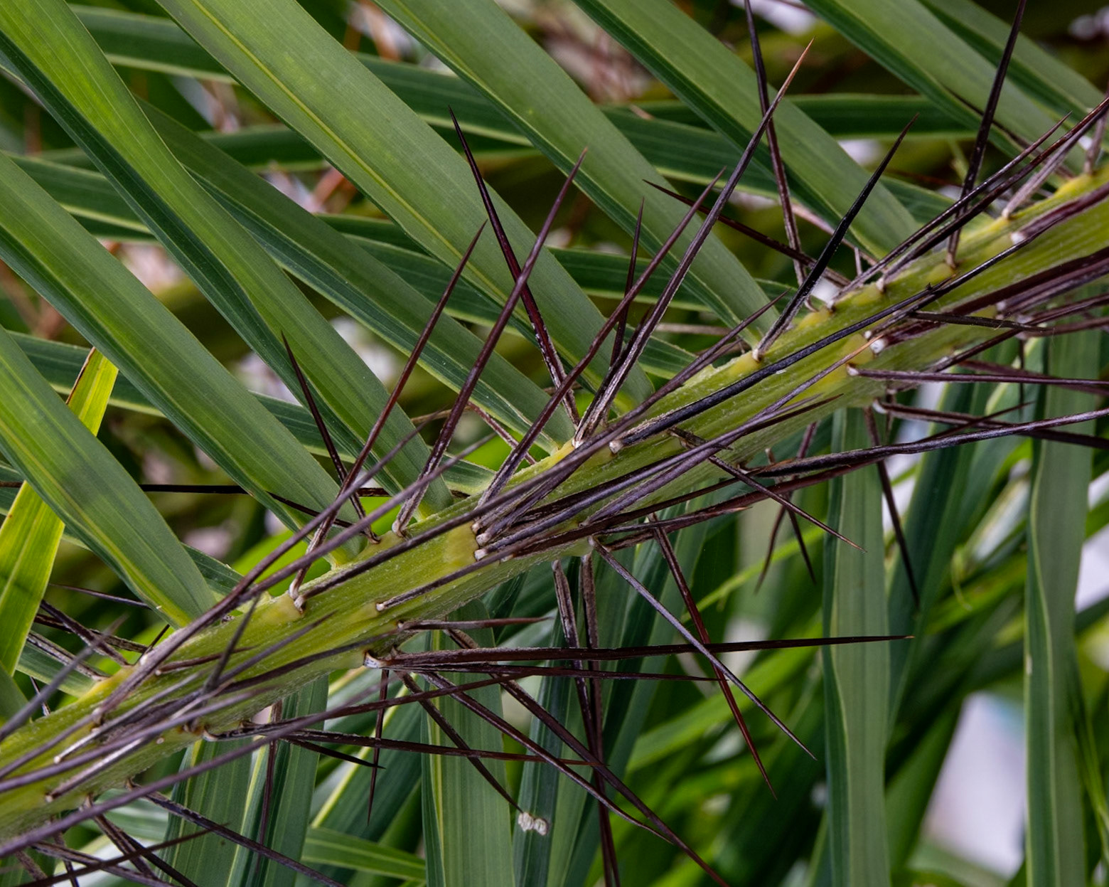 Peace River Botanicals and Sculpture Gardens, Punta Gorda FL