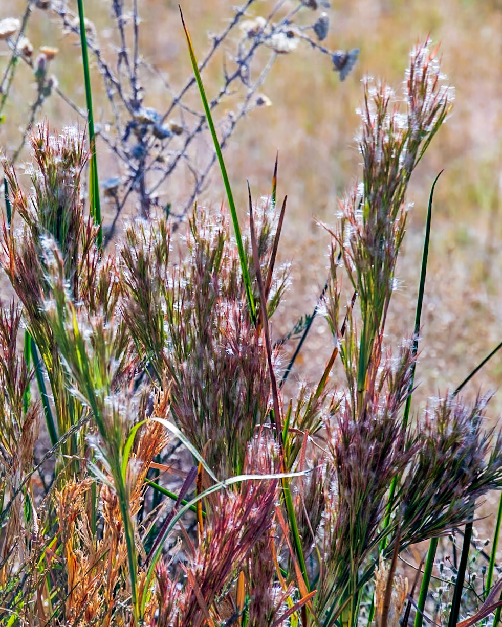 Ash Meadows National Wildlife Reserve, Pahrump NV