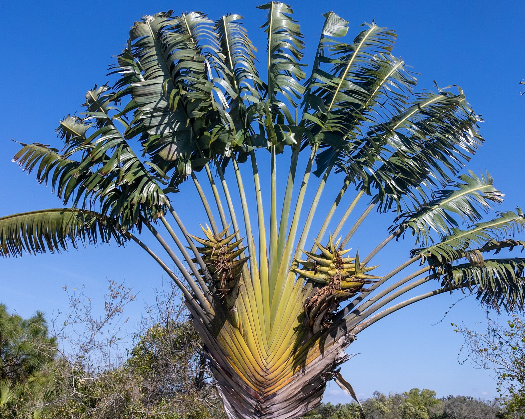 Peace River Botanicals and Sculpture Gardens, Punta Gorda FL