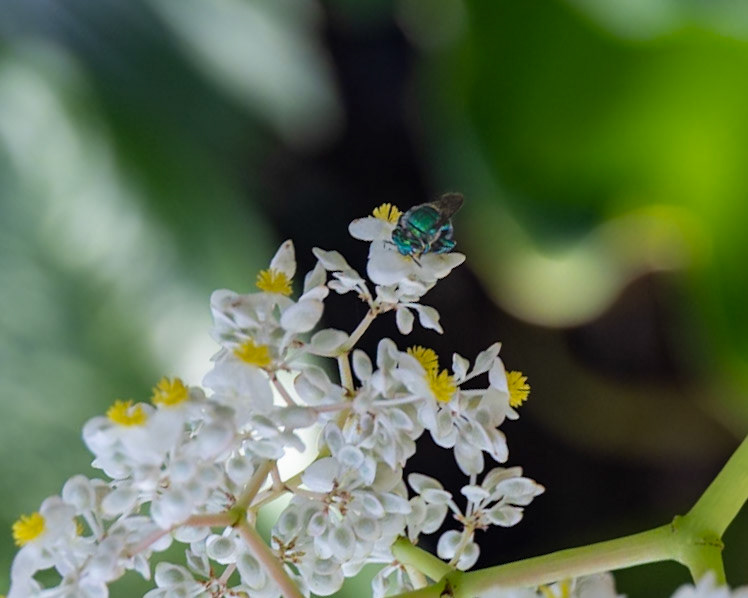 Naples Botanical Gardens, Naples FL