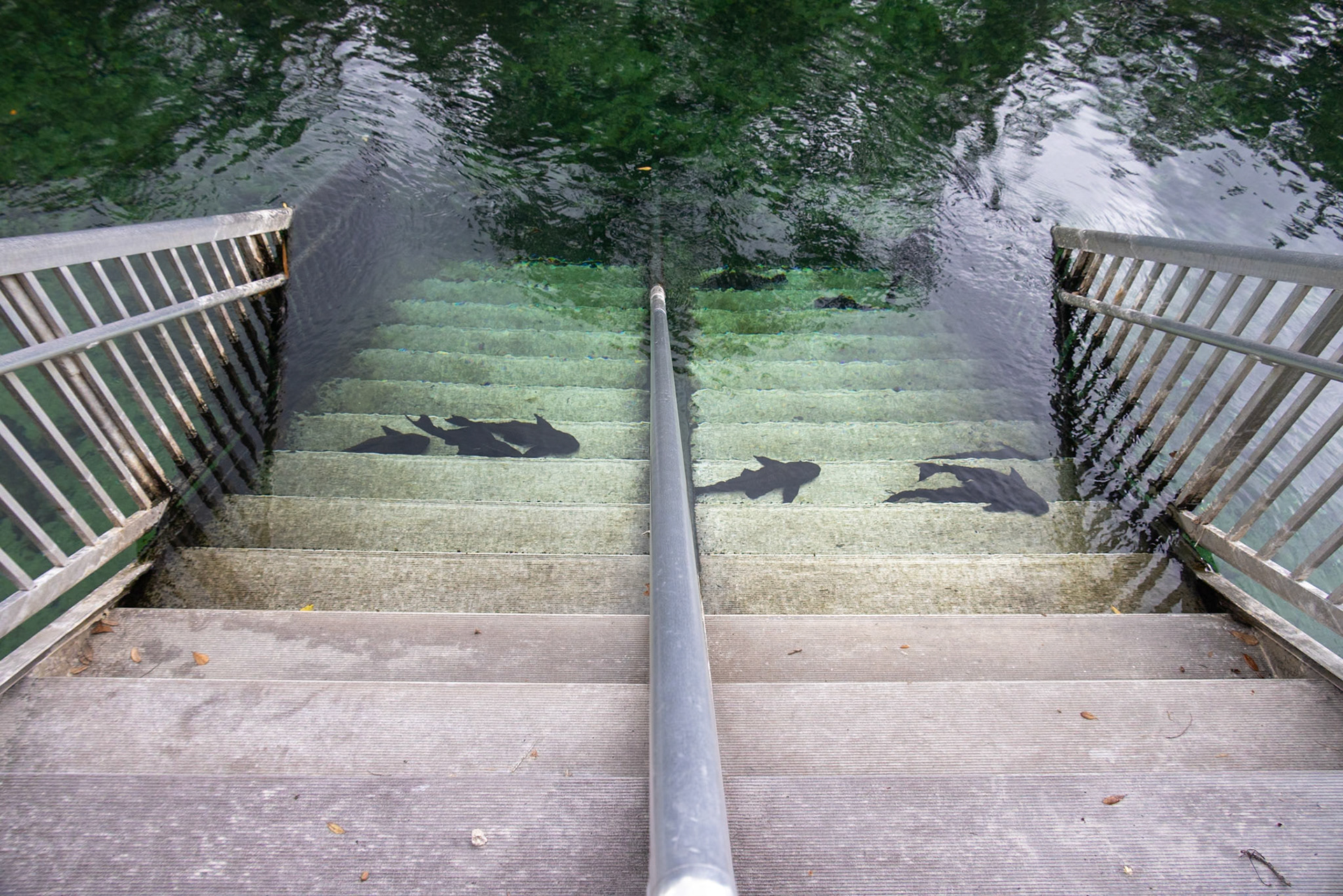 Blue Springs SP, Orange City FL