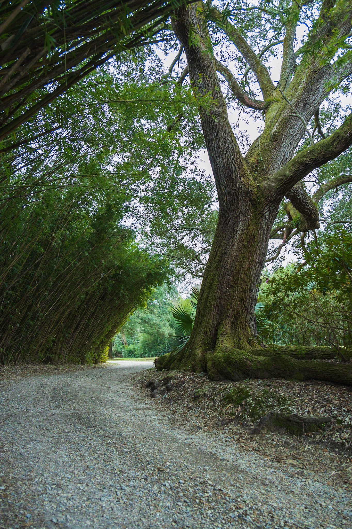 Avery Island Jungle Gardens LA