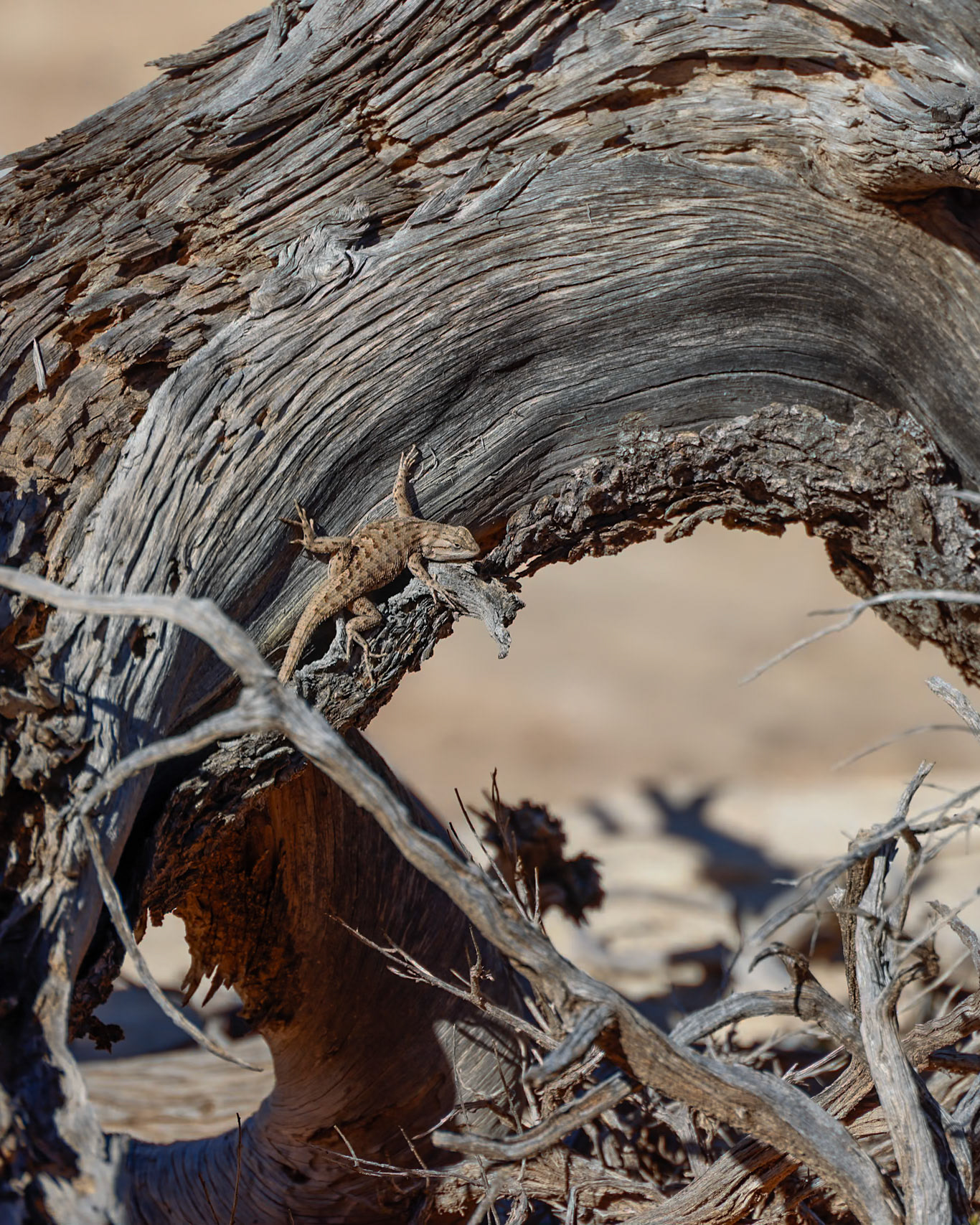 Plateau fence lizard
