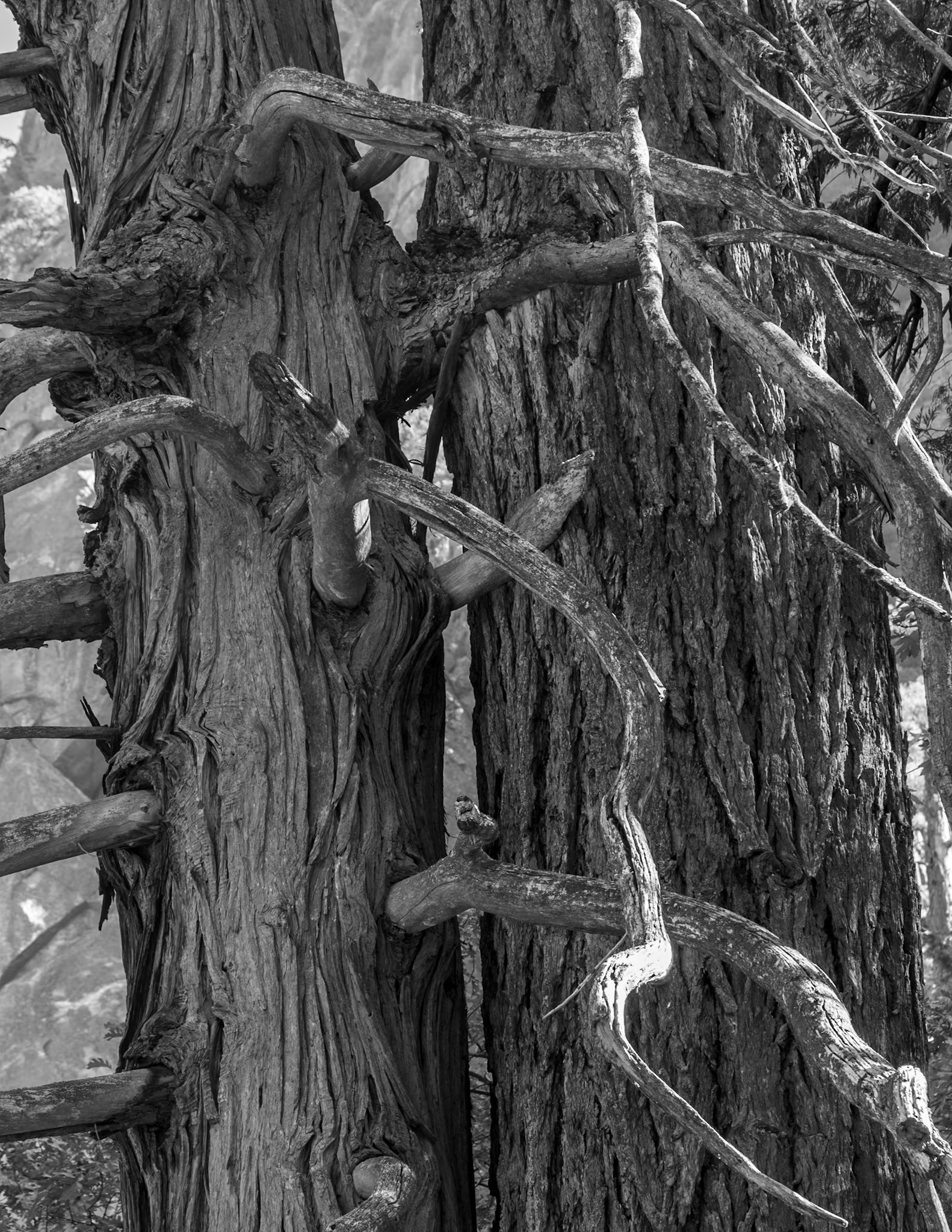Yosemite NP, Yosemite Valley CA