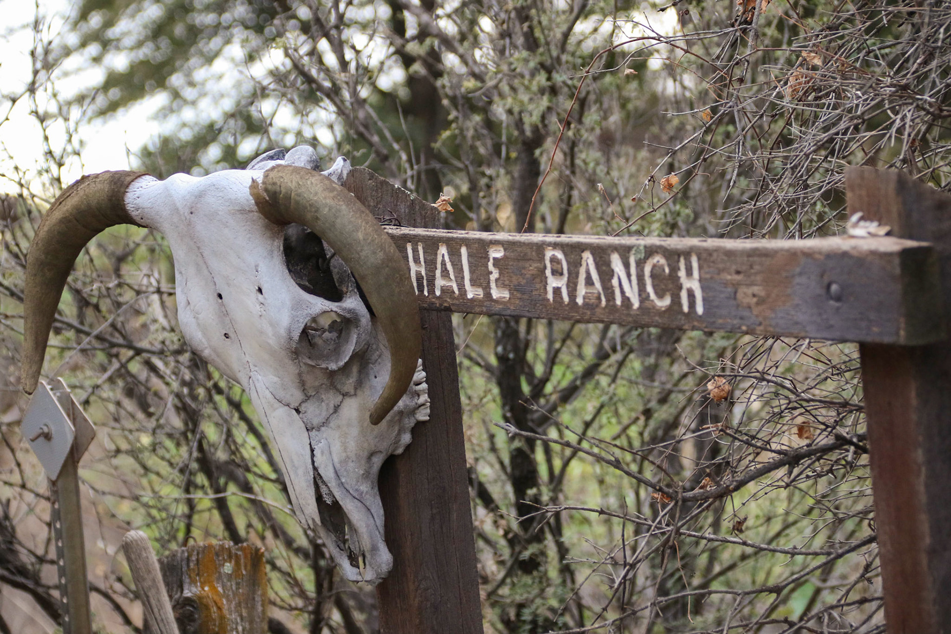 Hale Ranch, Harshaw AZ