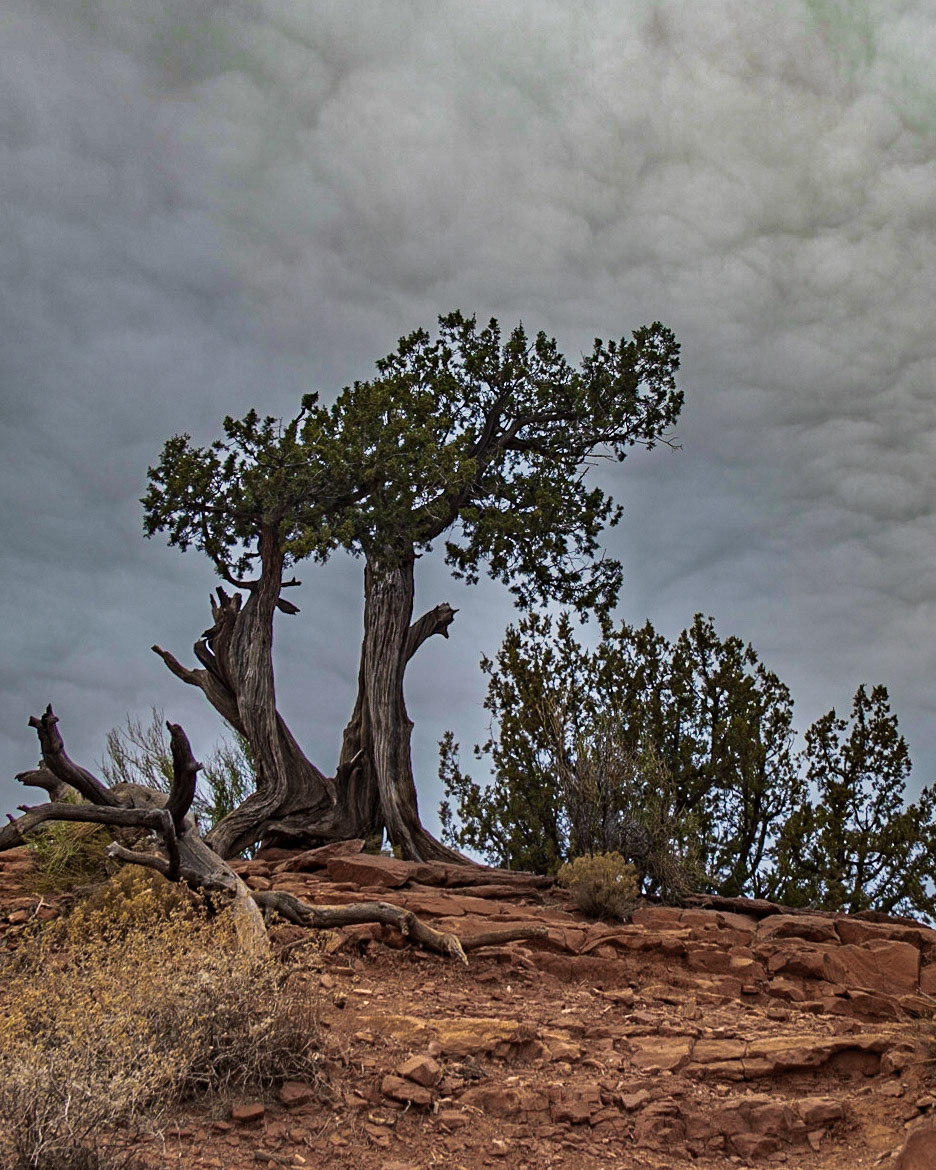 Boynton Canyon Trail, Sedona AZ