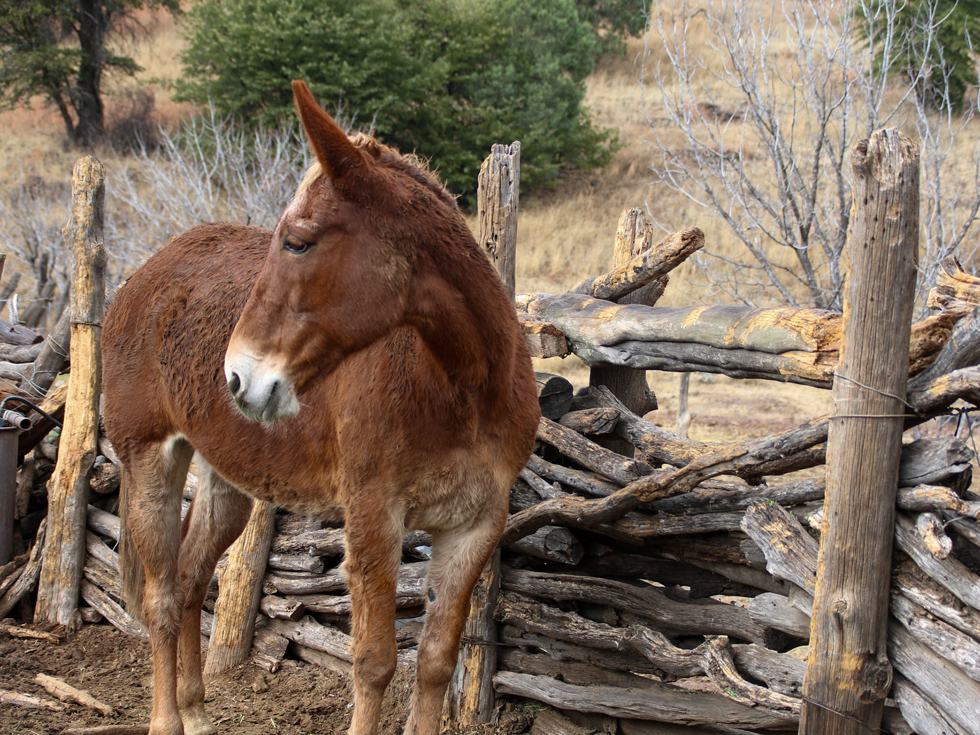 Hale Ranch, Harshaw AZ