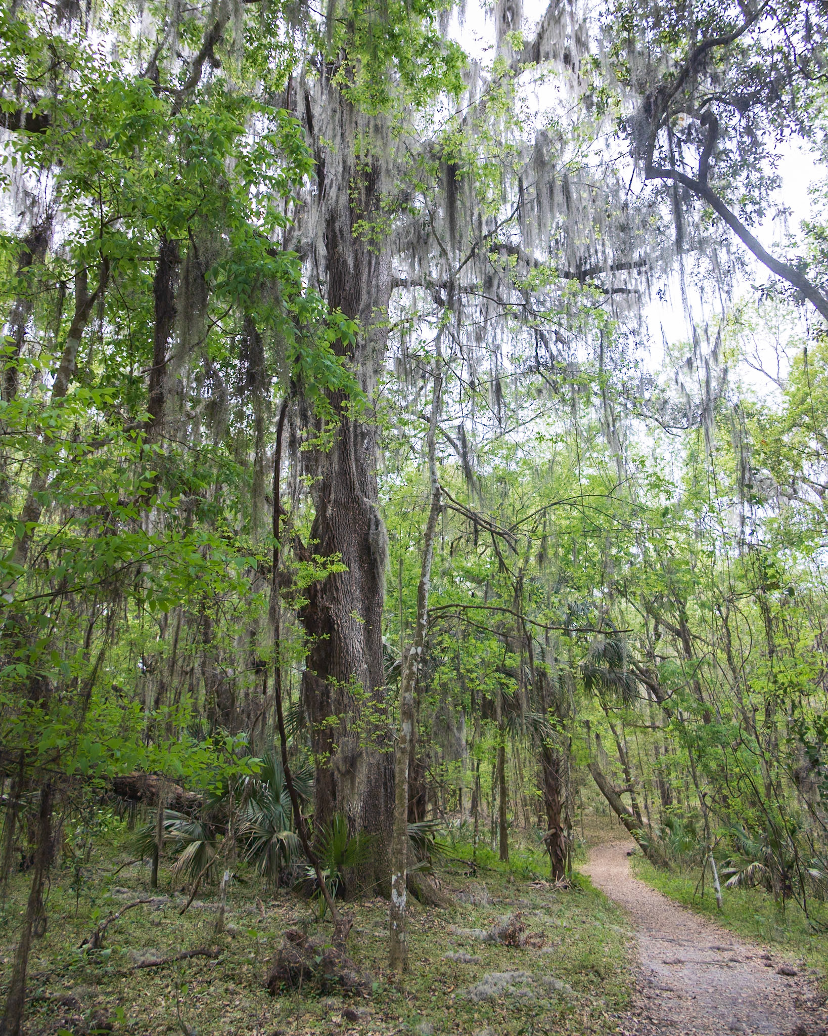 Nolan Bluff Trail, Micanopy FL