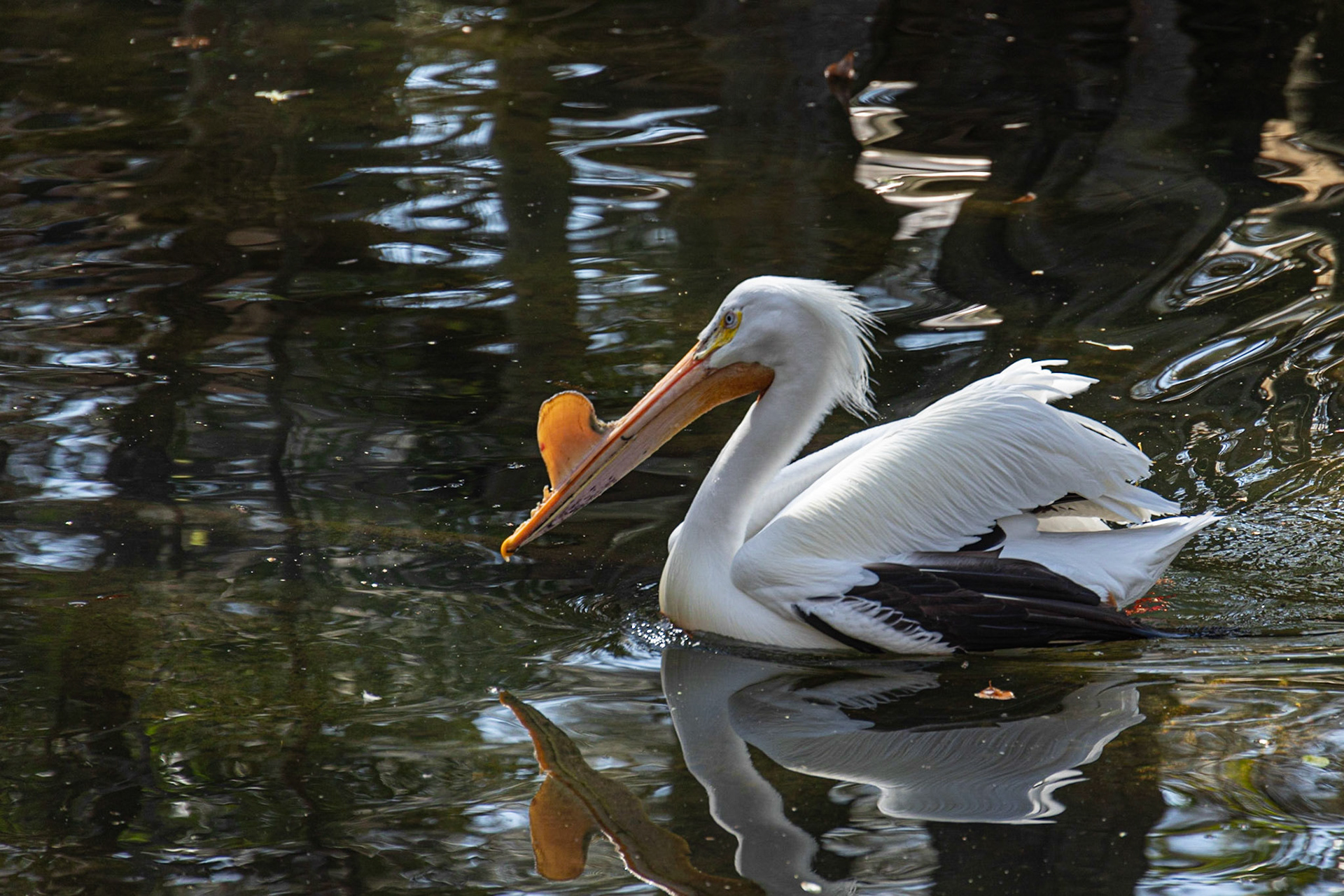 Ellie Schiller Wildlife SP