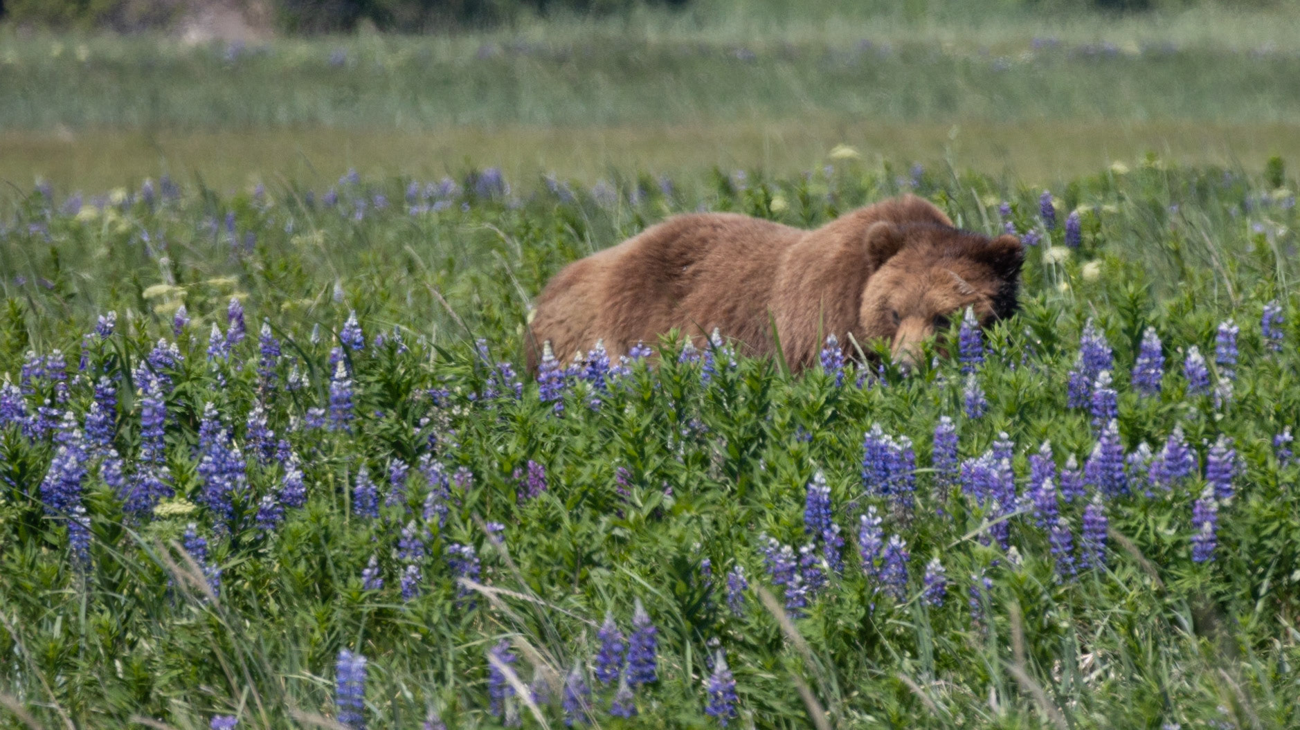 Hallo Bay, Katmai NP, AK