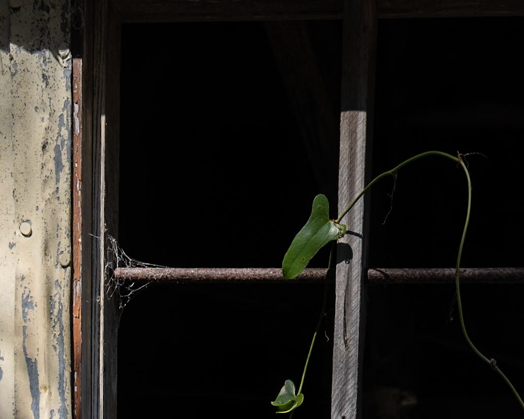 Marshall House, Cape St George, FL