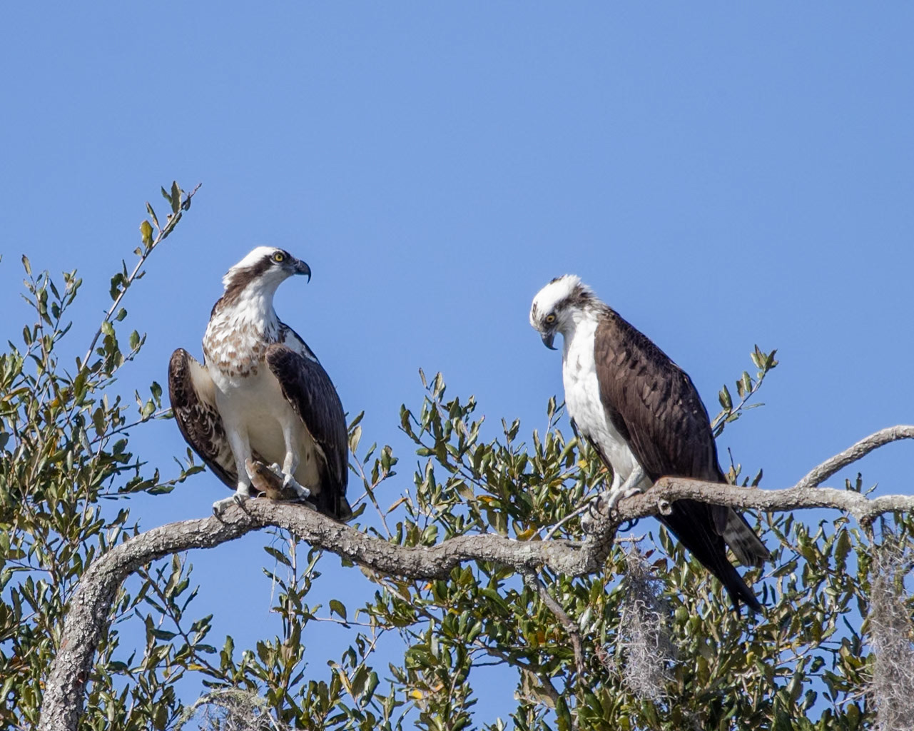 Wilderness Shores CG, Lakeland FL