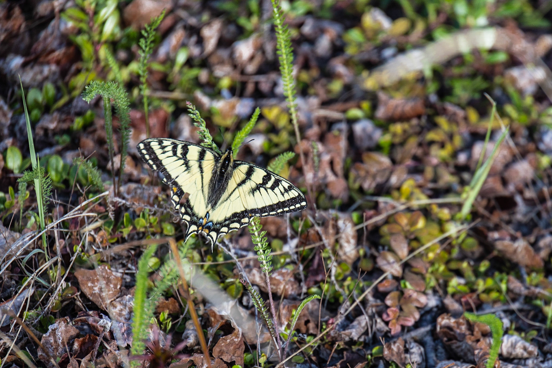Venus Mine, Tagish Lake, Yukon