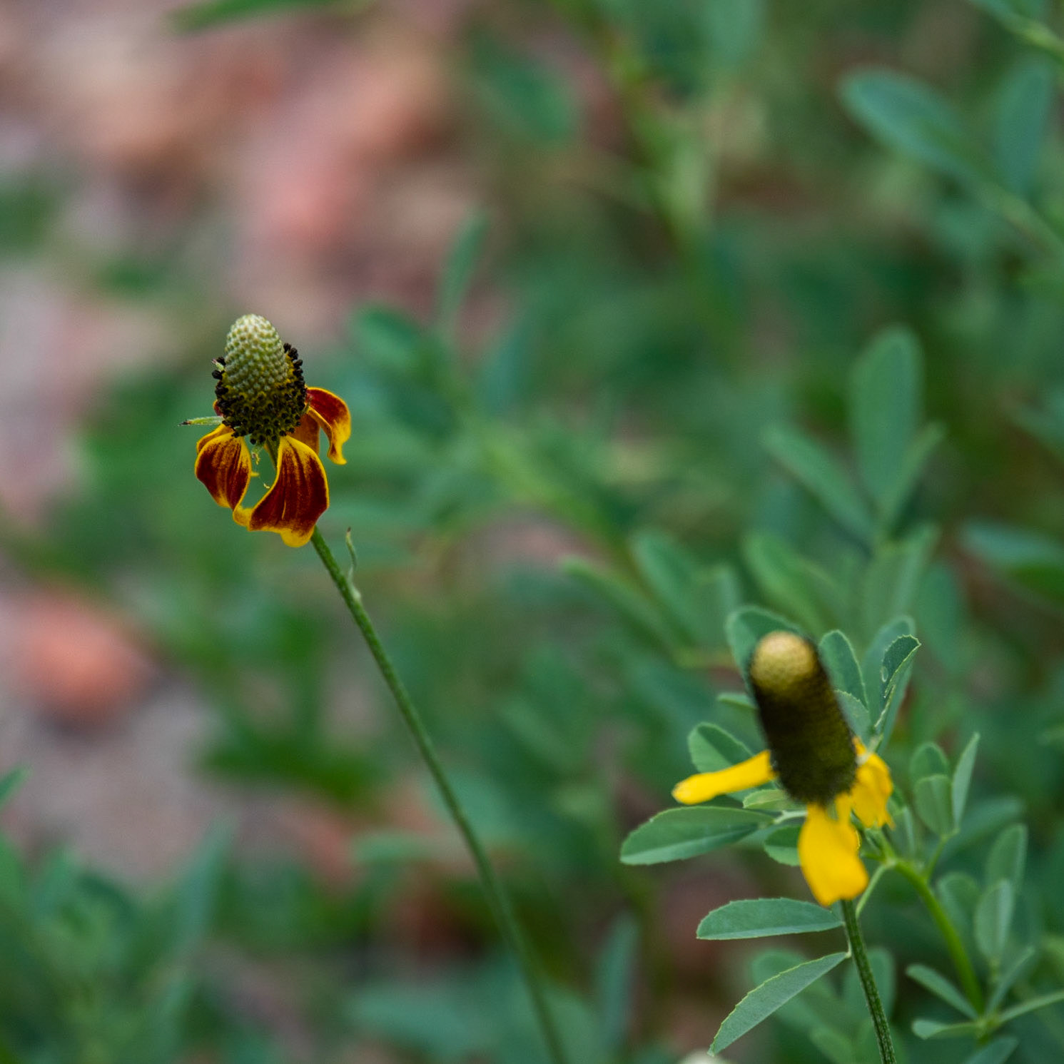 Theodore Roosevelt NP, South Unit, ND