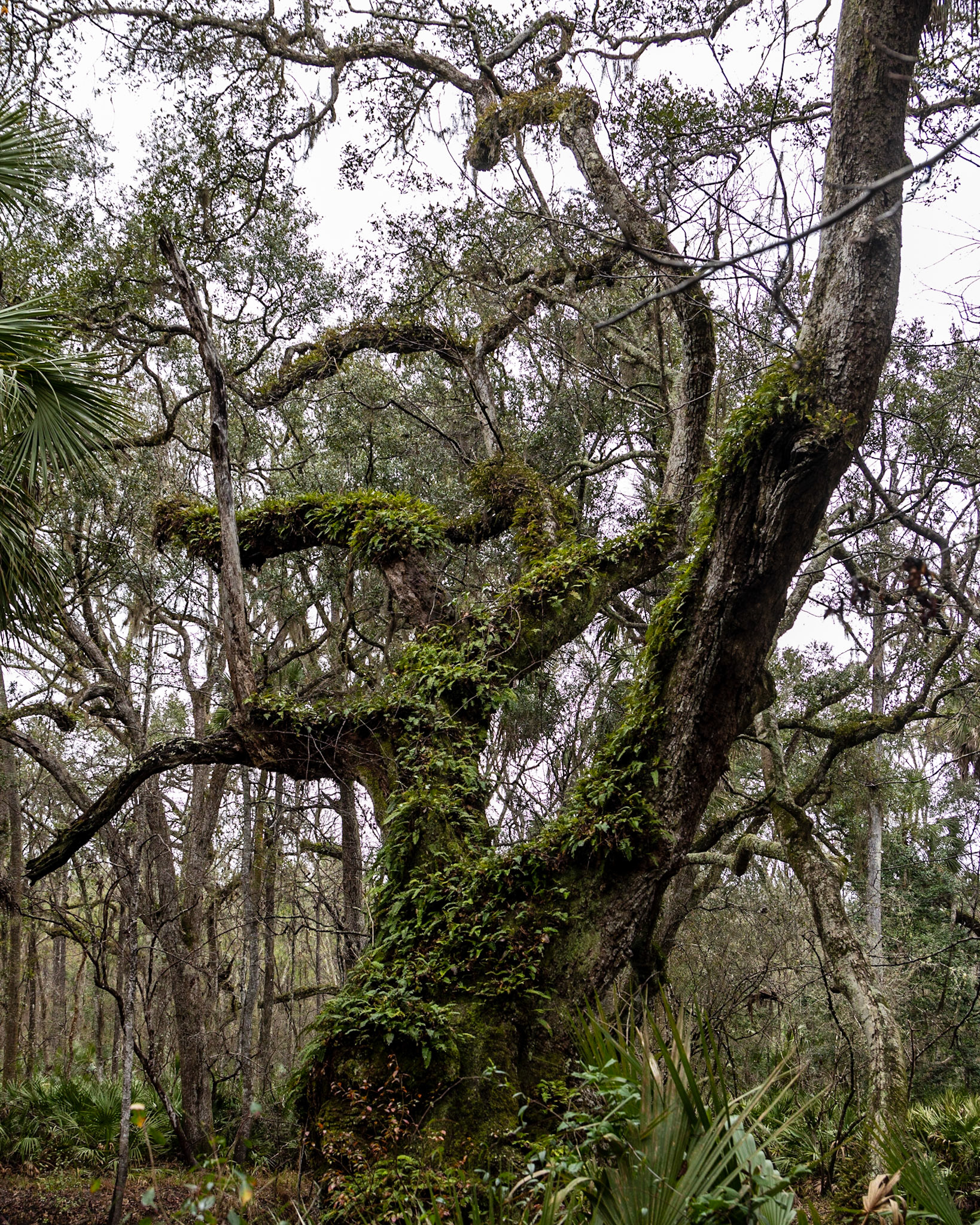 Aucilla River, Goose Pasture Road, FL