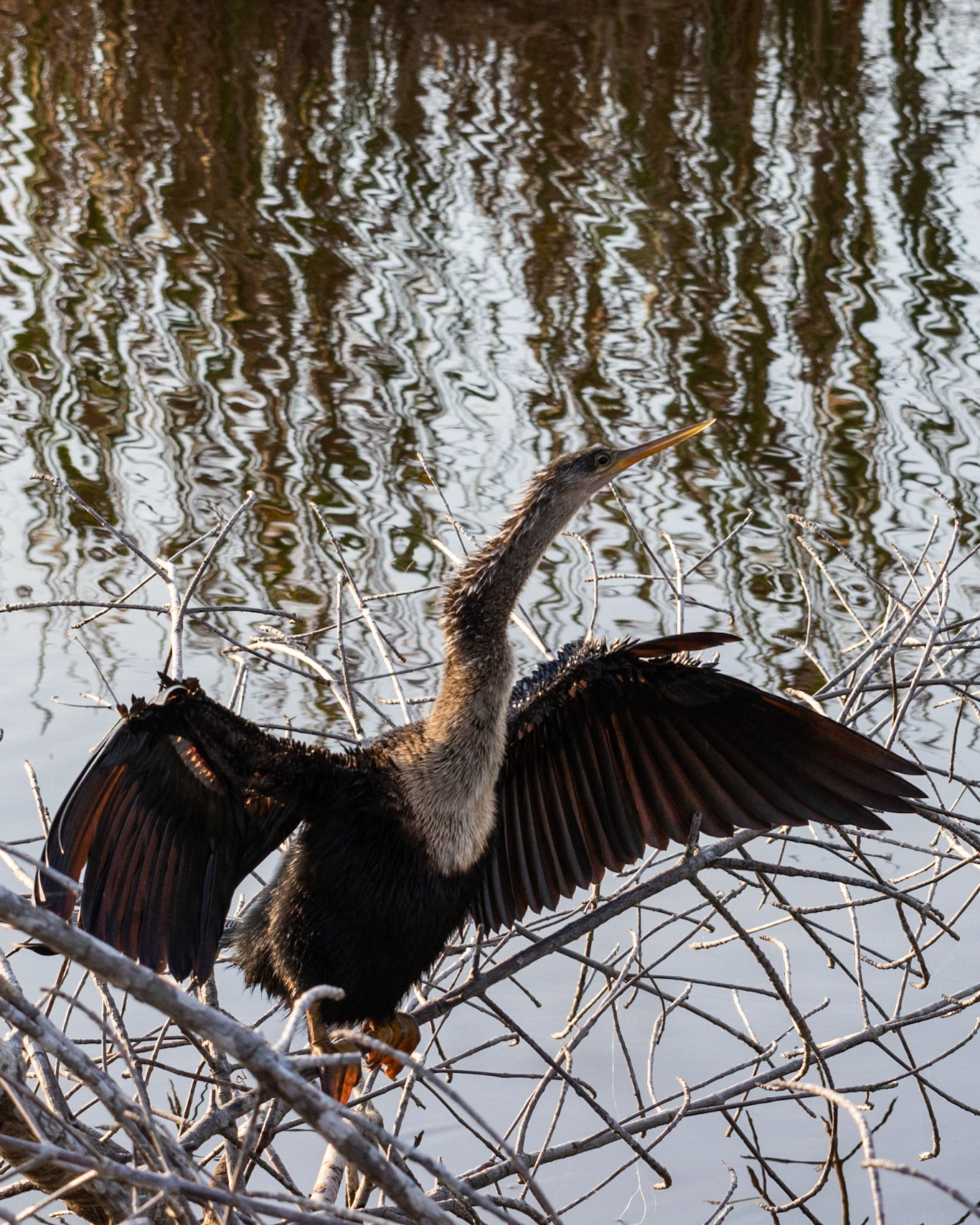 10,000 Islands Marsh Walk, FL