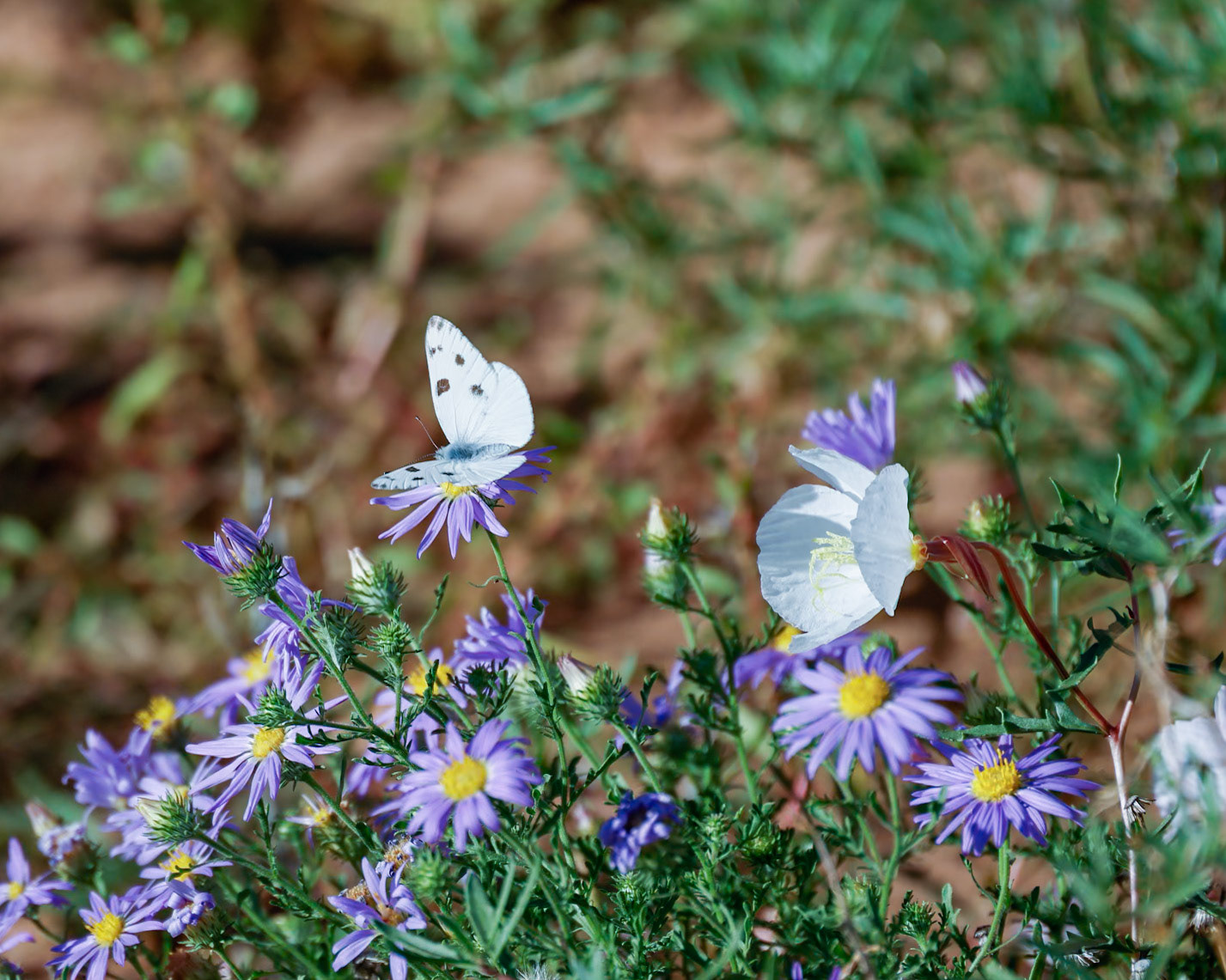 White House CG, Knab UT