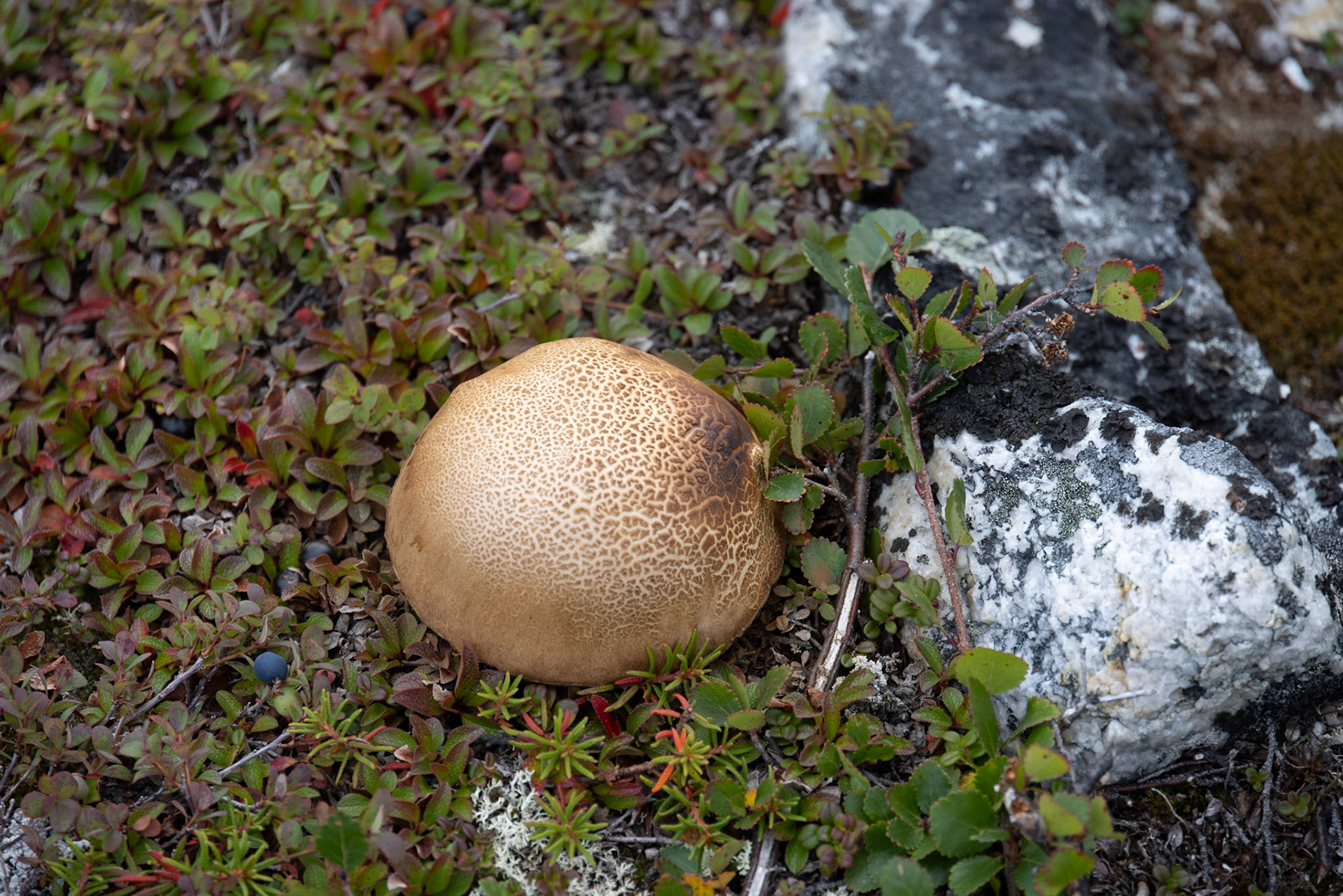 Big Island, Torngat Mountains, NL