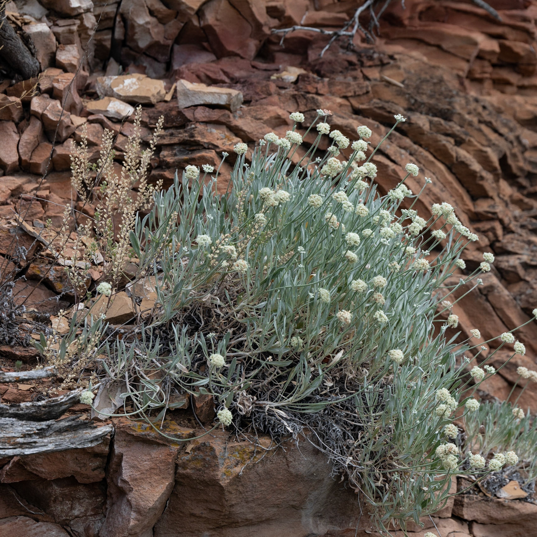 Theodore Roosevelt NP, South Unit, ND