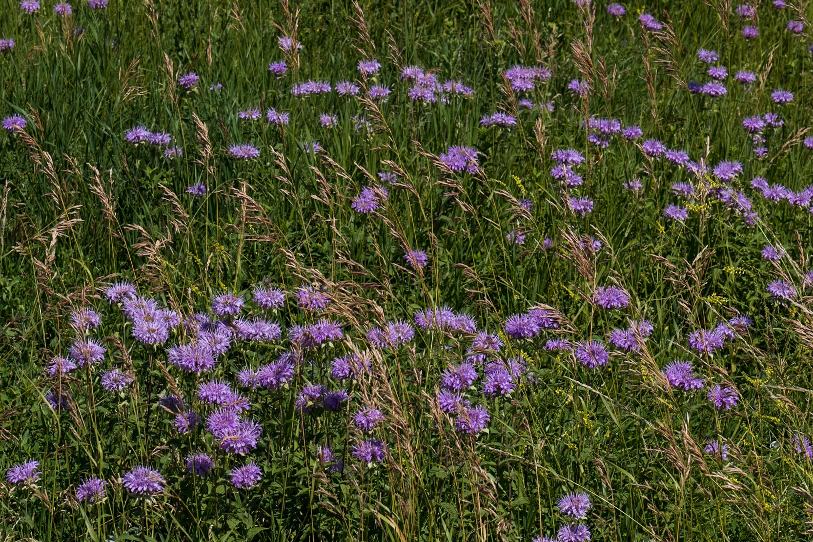 Theodore Roosevelt NP, North Unit, ND