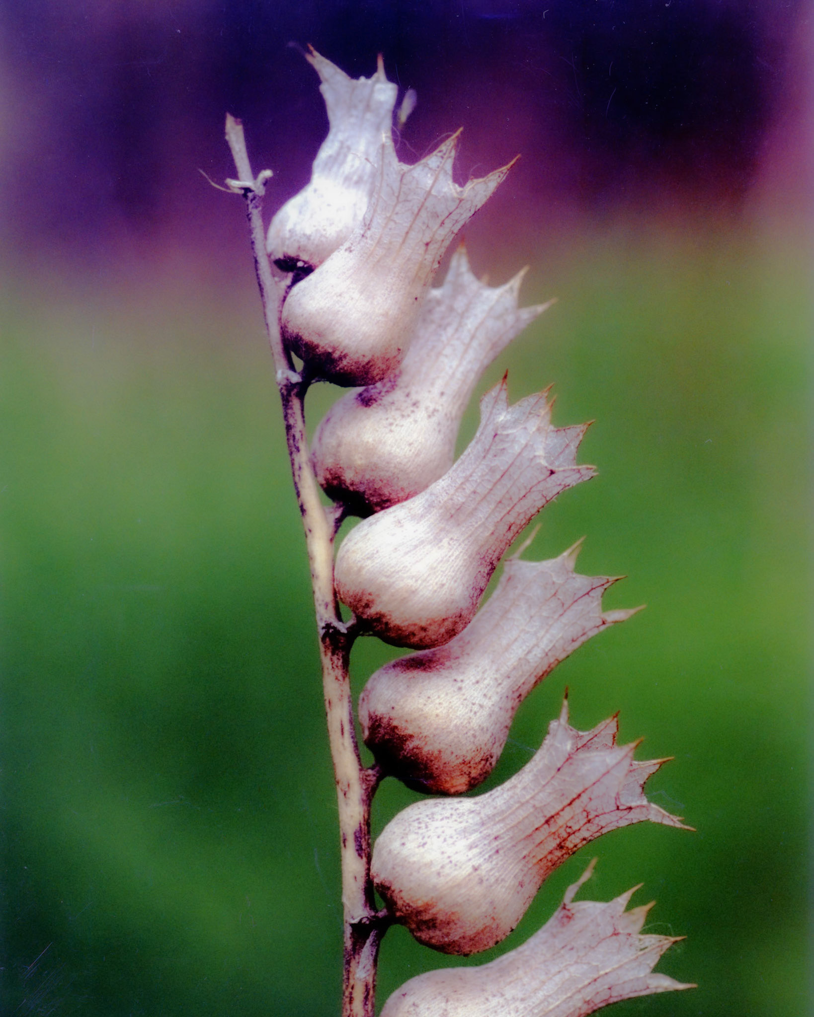 June 1999, Spooner Creek