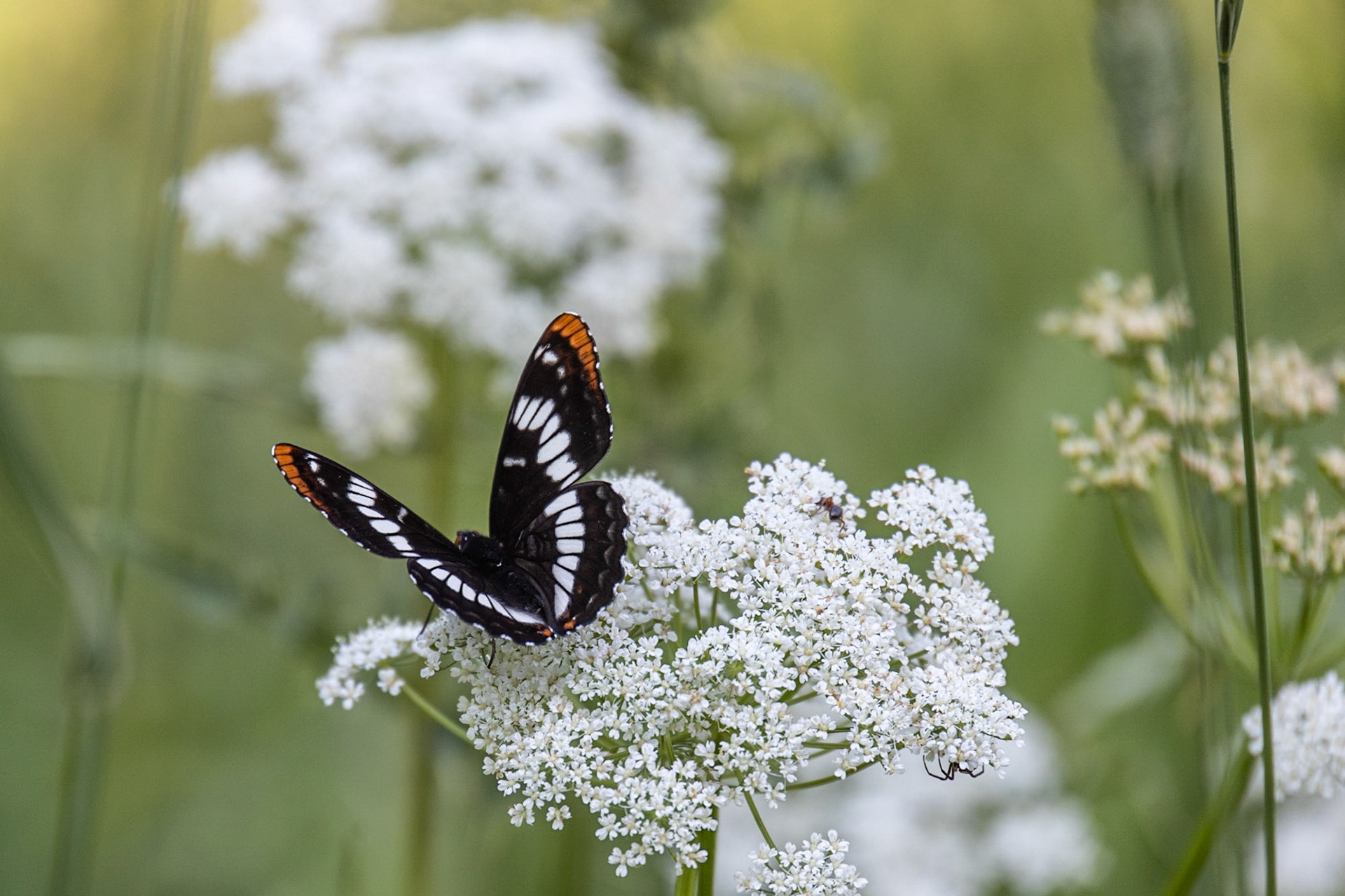 Buchanan Lookout, Kaslo BC