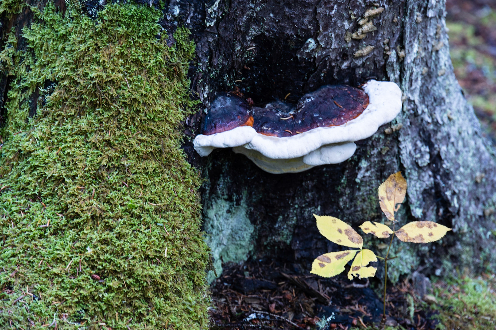 Hunters Beach Trail, ME
