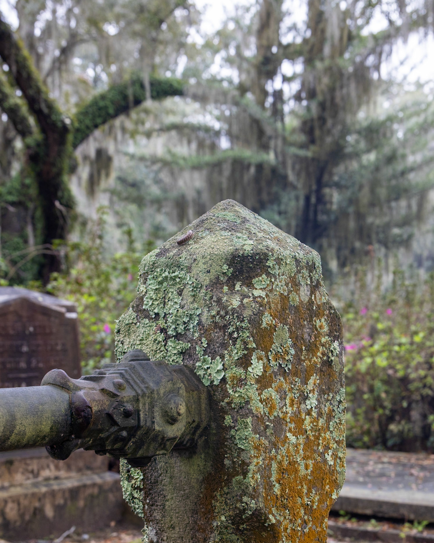 Bonaventure Cemetery, Savannah GA
