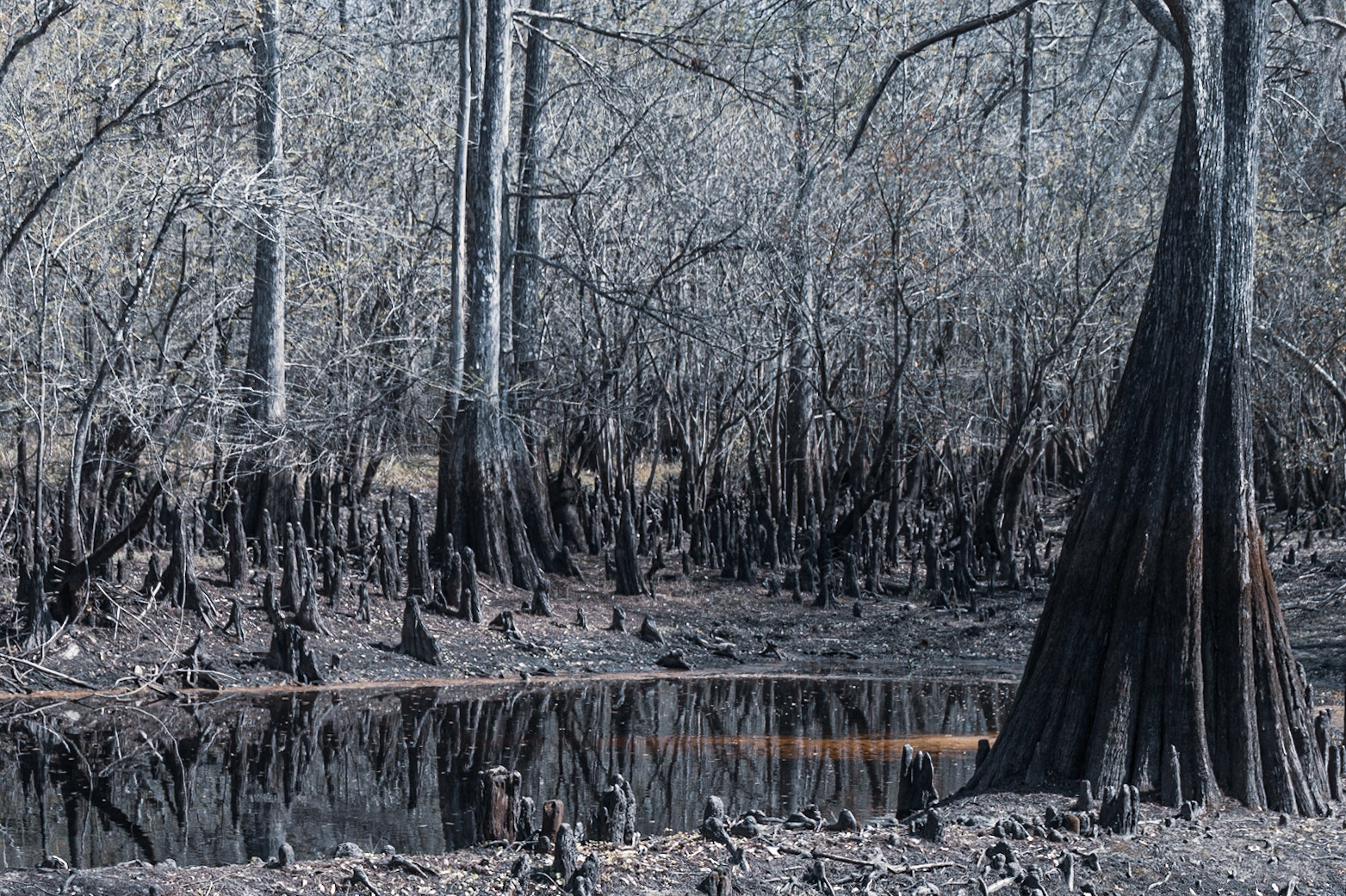 Withlacooche River Park