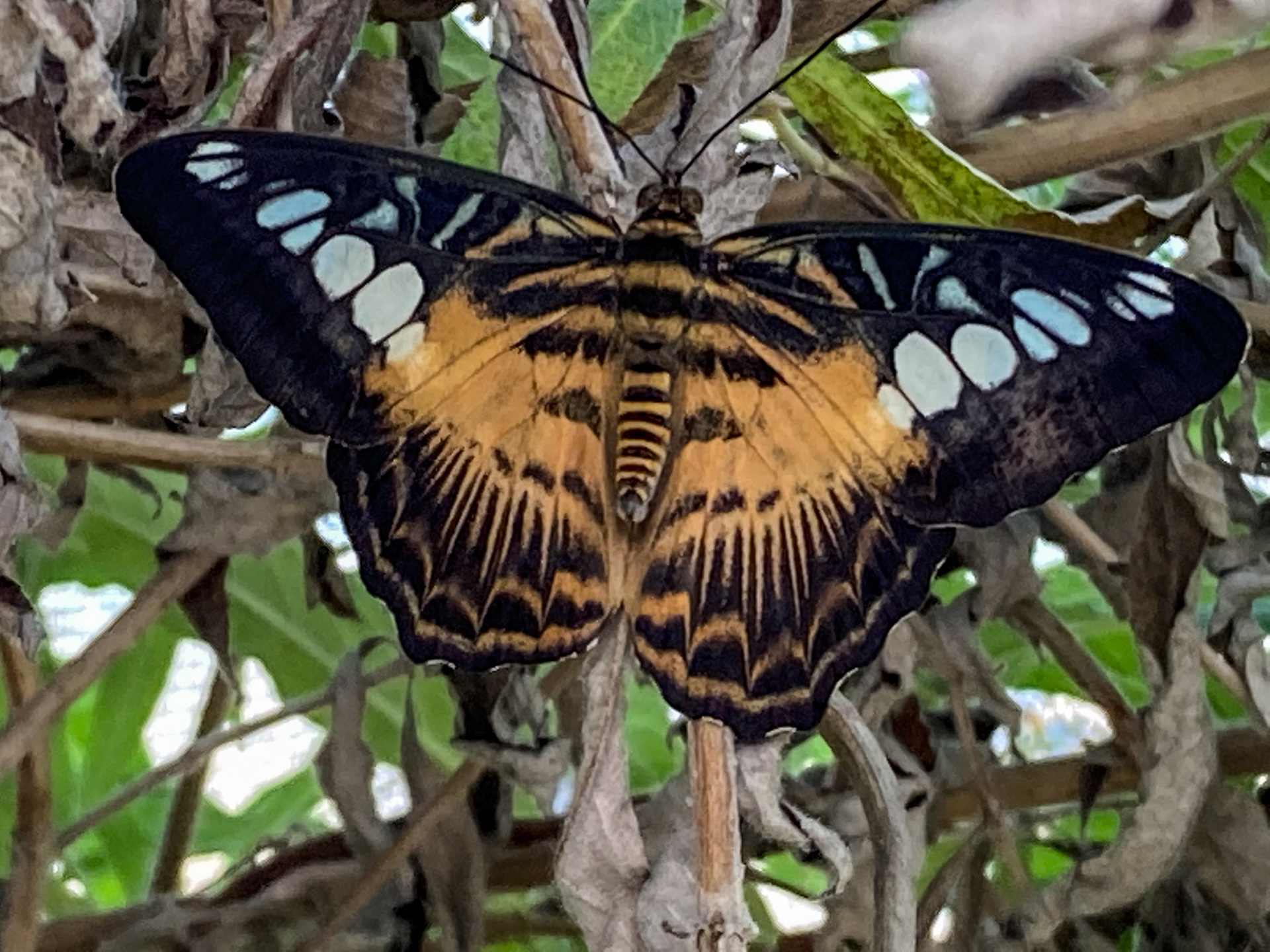 Newfoundland Insectatorium, Reidville, NL