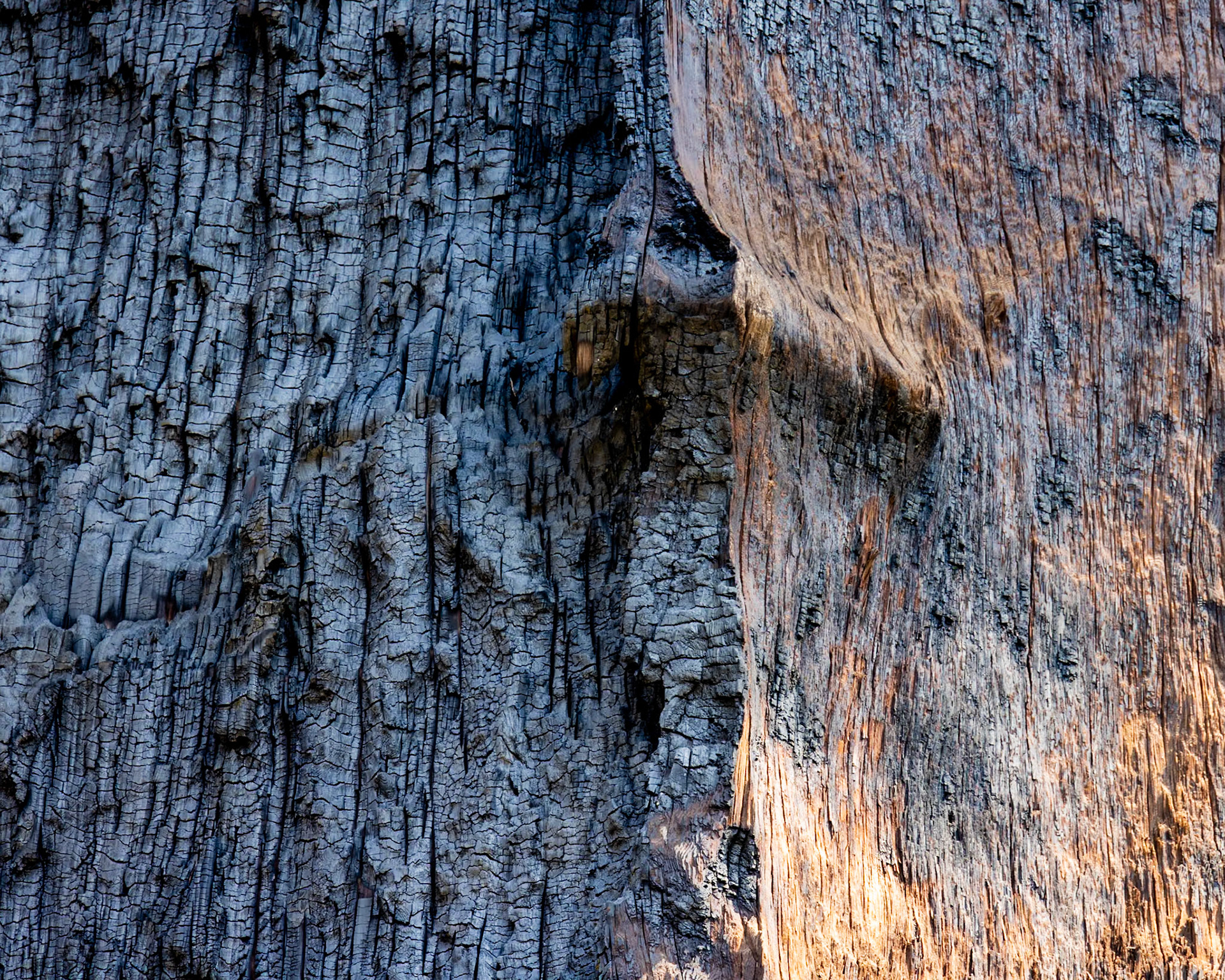 Grant Grove Sequoia NP, CA