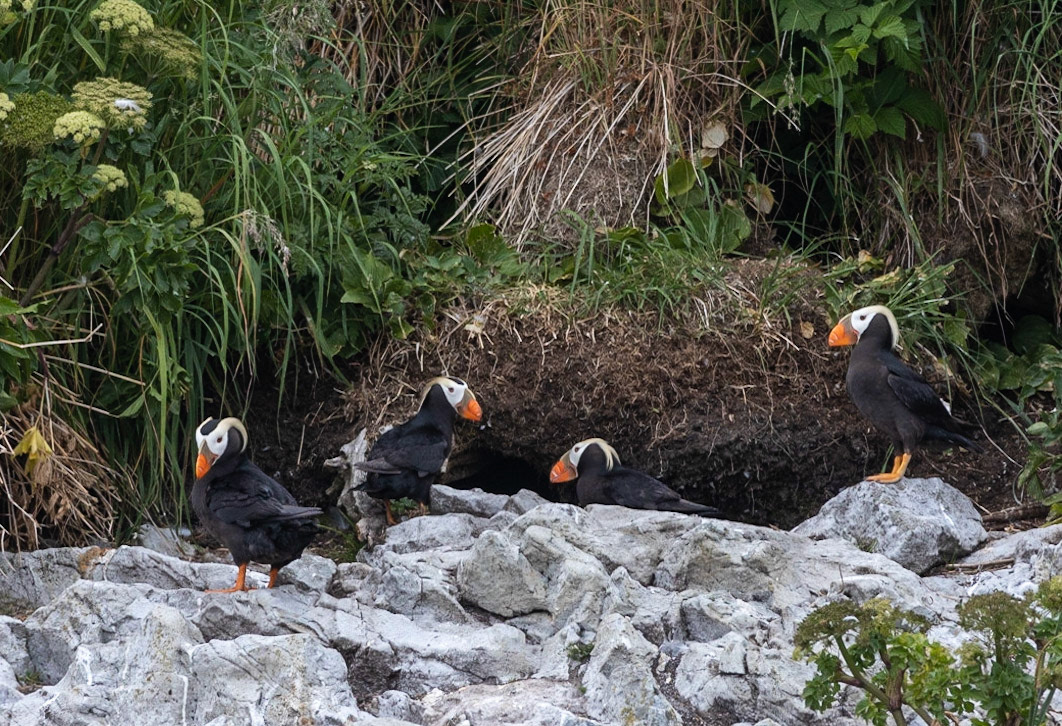 Prince William Sound AK