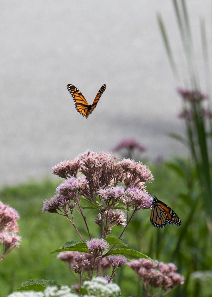 Saranac Lake Island, NY