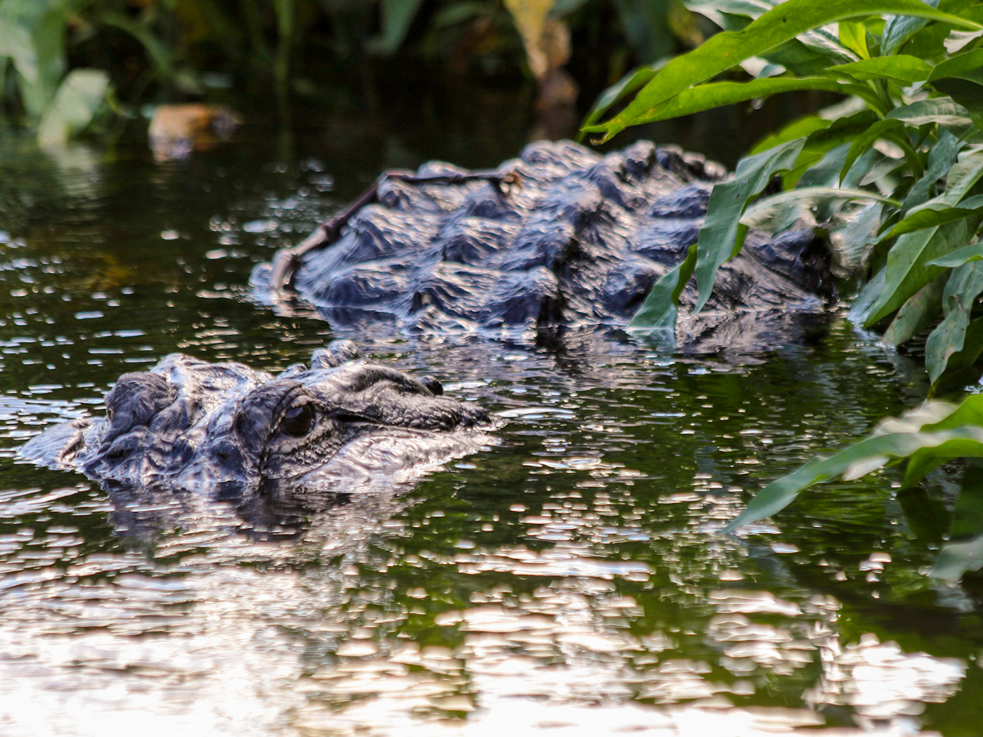 Circle B Bar Reserve, Lakeland FL