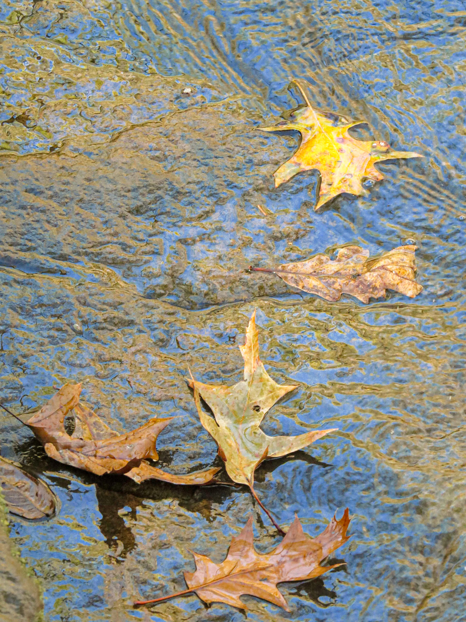 Bizzle Bluff Road, Burma KY