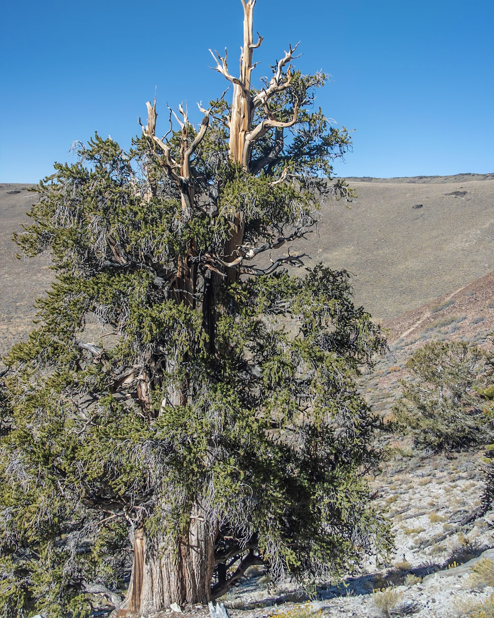 Methuselah Grove, White Mountains, Inyo CA