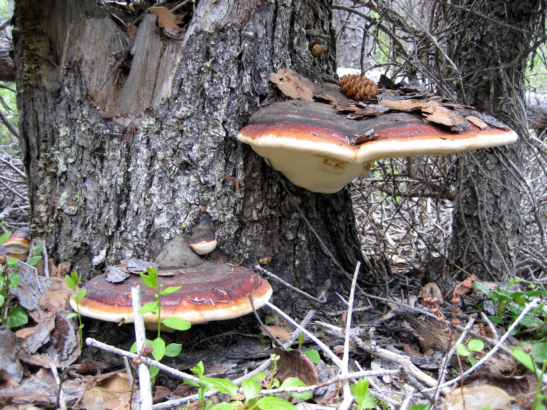 Tatsamenie Lake BC CA