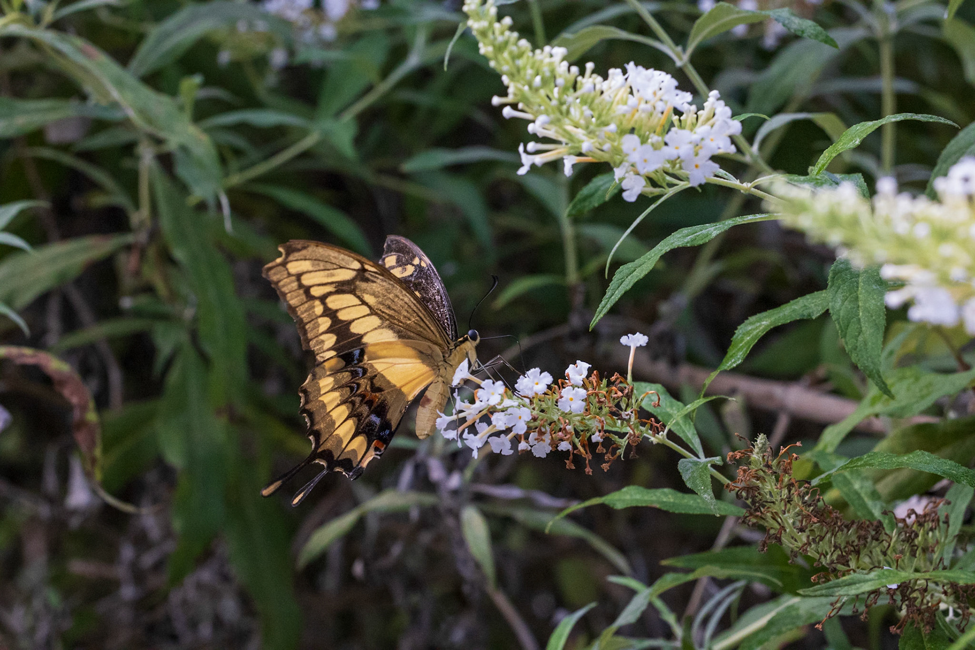 Newfoundland Insectatorium, Reidville, NL