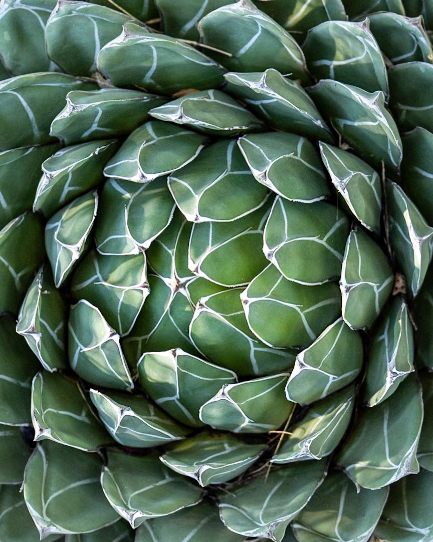 Desert Botanical Garden, Poenix AZ
