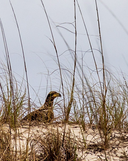 Saint George Island SP,FL