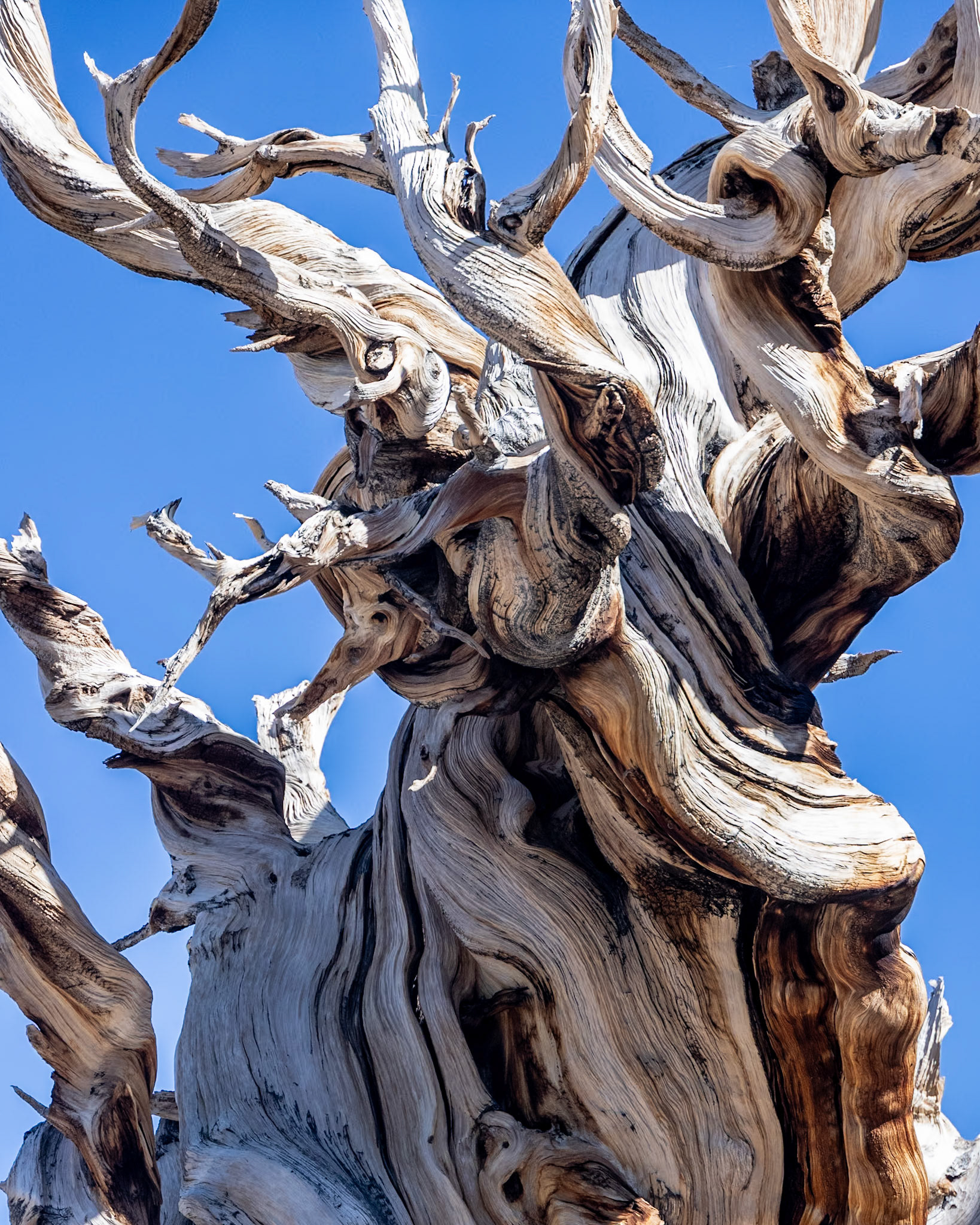 Methuselah Grove, White Mountains, Inyo CA