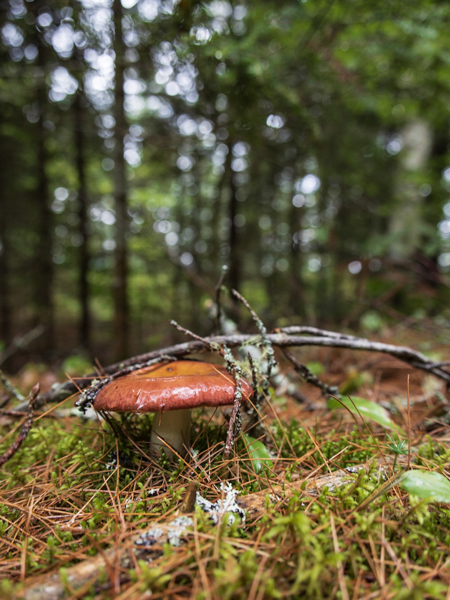 Rosy russula