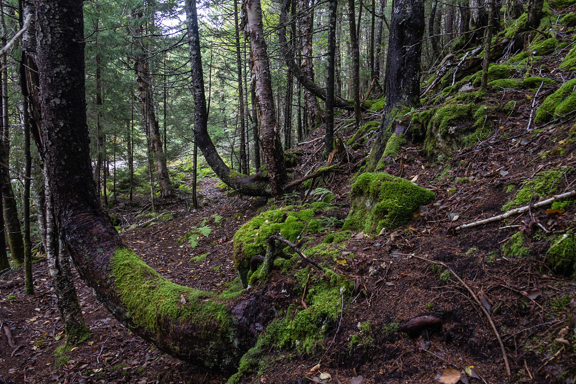 Long Beach Brook Falls Trail, NB
