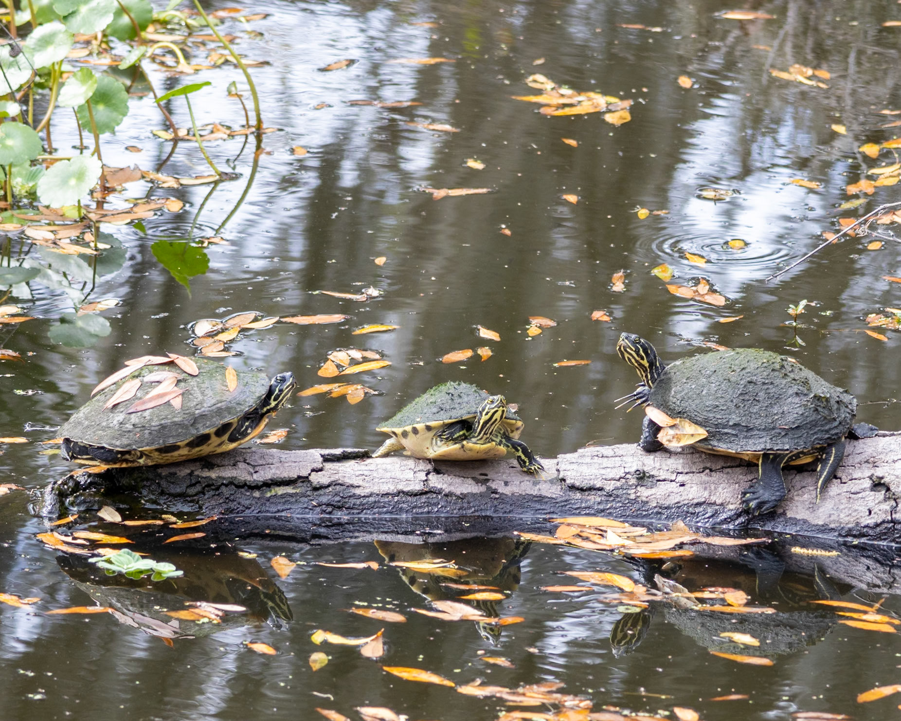 Circle Bar B Preserve, Lakeland FL