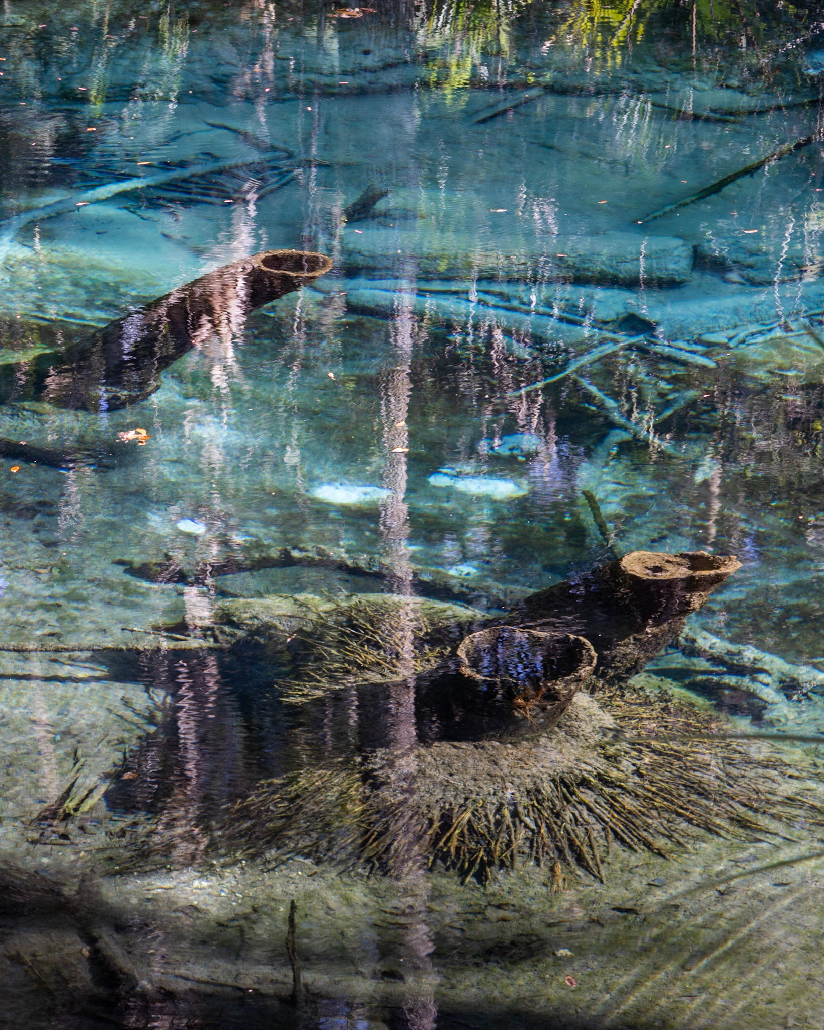 Fern Hammock Spring, FL