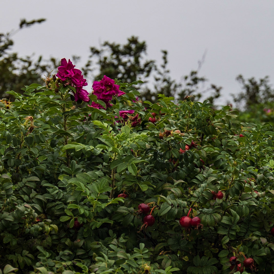 Joggins Fossil Cliffs,
