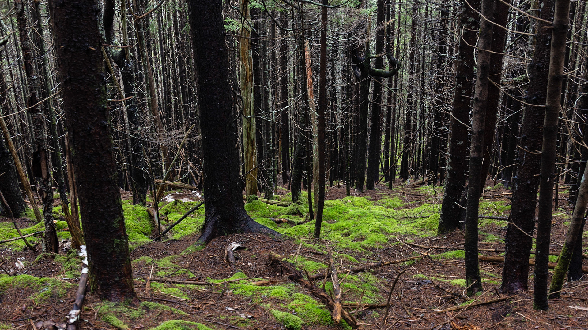 Long Beach Brook Falls Trail, NB